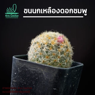 แคคตัสราคาถูก ส่งทั้งกระถาง 15 บาททุกต้น ครบ8ต้นมีแถม ตะบองเพชร สวยๆ cactus กระบองเพชรราคาถูก แคนตัส