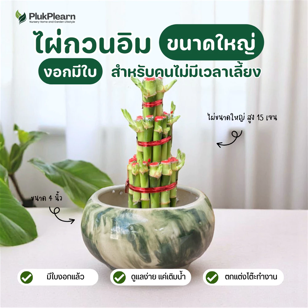 ไผ่กวนอิม 3 ชั้น ขนาดใหญ่ ((รุ่นมีใบงอก) )กระถาง 4 นิ้ว ต้นไม้มงคล วางประดับหิ้งพระ โต๊ะทำงาน