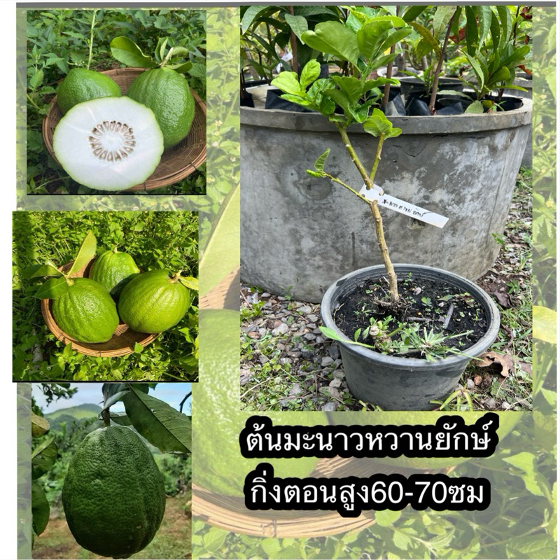 ต้นมะนาวหวานยักษ์ (กินเนื้อด้านในคับ) (กิ่งตอนรากสวยจากต้นที่ออกผลแล้วในไทย 🇹🇭)