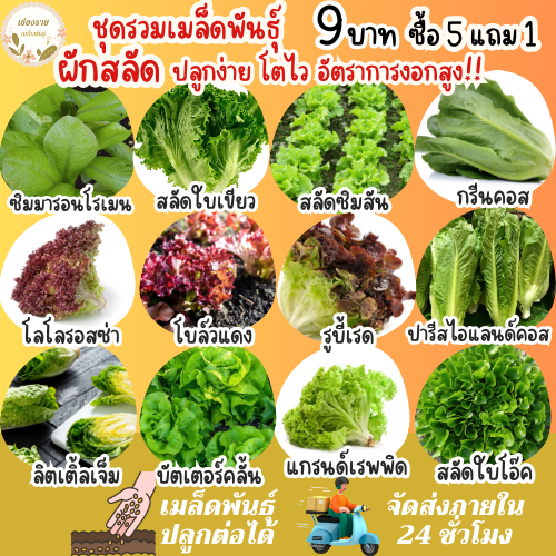 เมล็ดผักสลัด รวม ชุดผักสลัด โตไวพร้อมส่ง บัตเตอร์คลั้น/ใบเขียว/ซิมสัน/โบลว์แดง/ใบโอ้ค/กรีนคอส เมล็ดพันธุ์