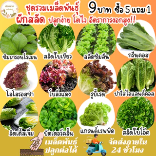 เมล็ดพันธุ์ ขายดีติดอันดับ Top10 ปลูกง่าย โตไว อัตราการงอกสูง พร้อมส่ง เมล็ดพันธุ์แท้OP นำเข้าจากต่างประเทศ