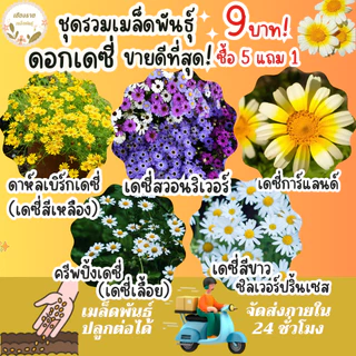 เมล็ดพันธุ์ ขายดีติดอันดับ Top10 ปลูกง่าย โตไว อัตราการงอกสูง พร้อมส่ง เมล็ดพันธุ์แท้OP นำเข้าจากต่างประเทศ