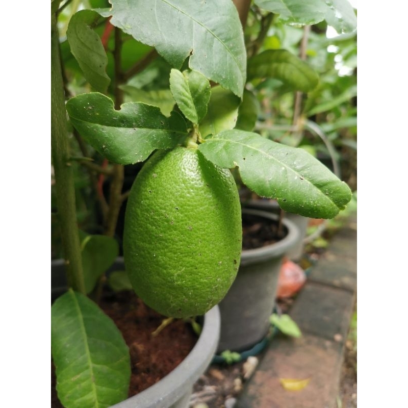 🍋ต้นเลม่อน🍋 มะนาวอัสสัม/ฮาวาย​ ต้นแข็งแรง​ รากดี ดองน้ำผึ้งอร่อยมาก ประโยชน์เยอะ👍👍👍