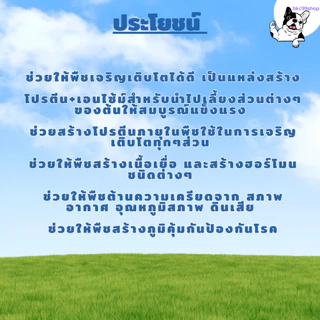 ยูนีค อะมิโนนาโนคีเลต (เซตสุดคุ้ม 3 ขวด ) เร่งการเจริยเติบโต เร่งการแตกราก แตกกอ แตกใบ บำรุงดอก บำรุงผล