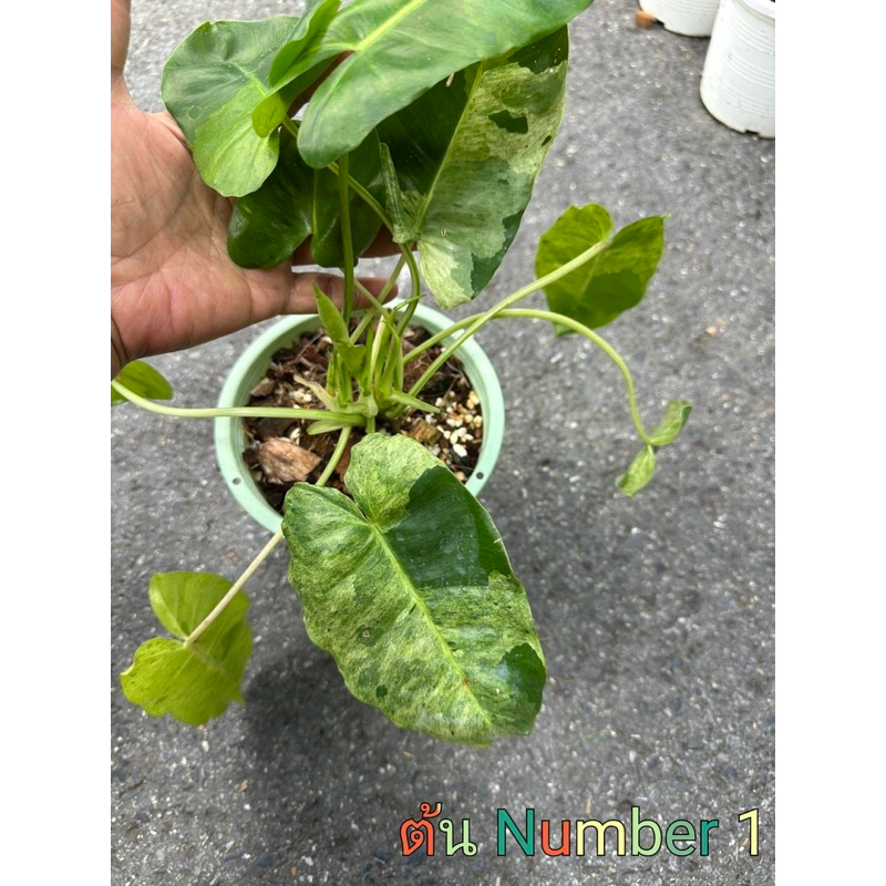 เบเบิ้ลมาร์ค ดับเบิ้ลมินต์ | Philodendron Burle marx double mint 🌿 Update 12 : 05 : 2568