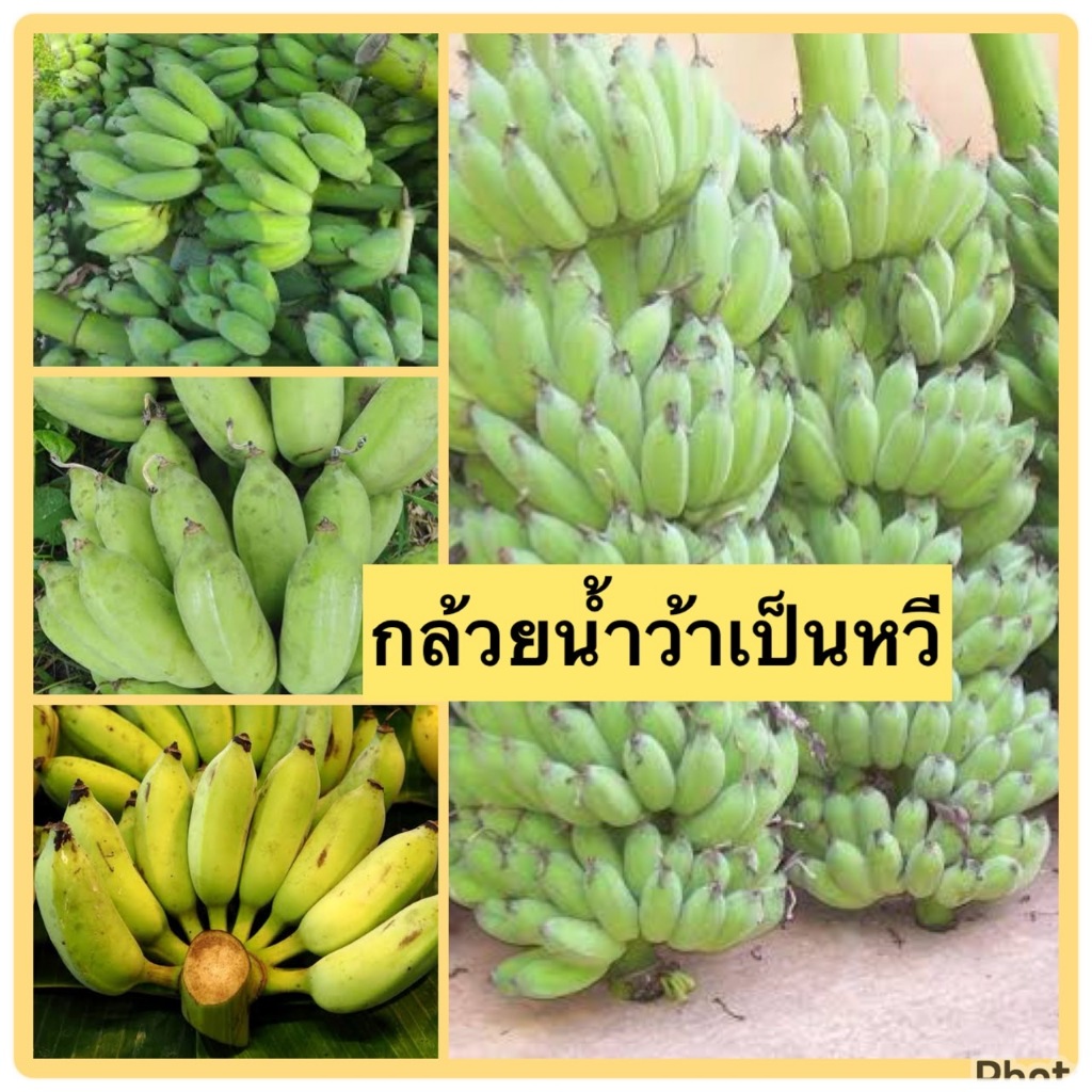 กล้วยน้ำว้าดิบ ขายเป็นหวี ลูกใหญ่อวบแน่นอน ตัดใหม่ๆจากสวน รสชาติหวานค่ะ (1หวี/แพ็ค)