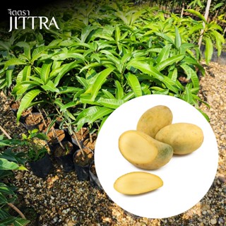 จิตตรา ต้นพันธุ์มะม่วงอกร่องทอง เสียบยอดสูง 60-80 cm ปลูกปีเ…
