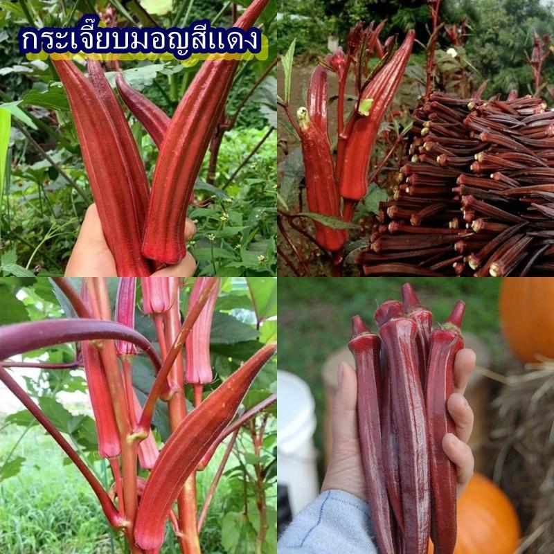 20 เมล็ด เมล็ดกระเจี๊ยบมอญสีแดง (ปลูกง่าย รสชาติหวาน มีกลิ่นหอม มัน อร่อย ชอบแดดจัด ออกฝักดกสีแดง ทำได้หลายเมนู)