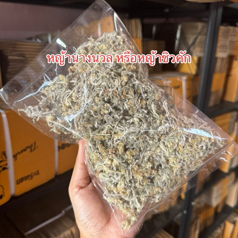 หญ้านางนวล หรือหญ้าชิวคัก ขนาด 50 g. พร้อมส่ง ออร์แกนิก