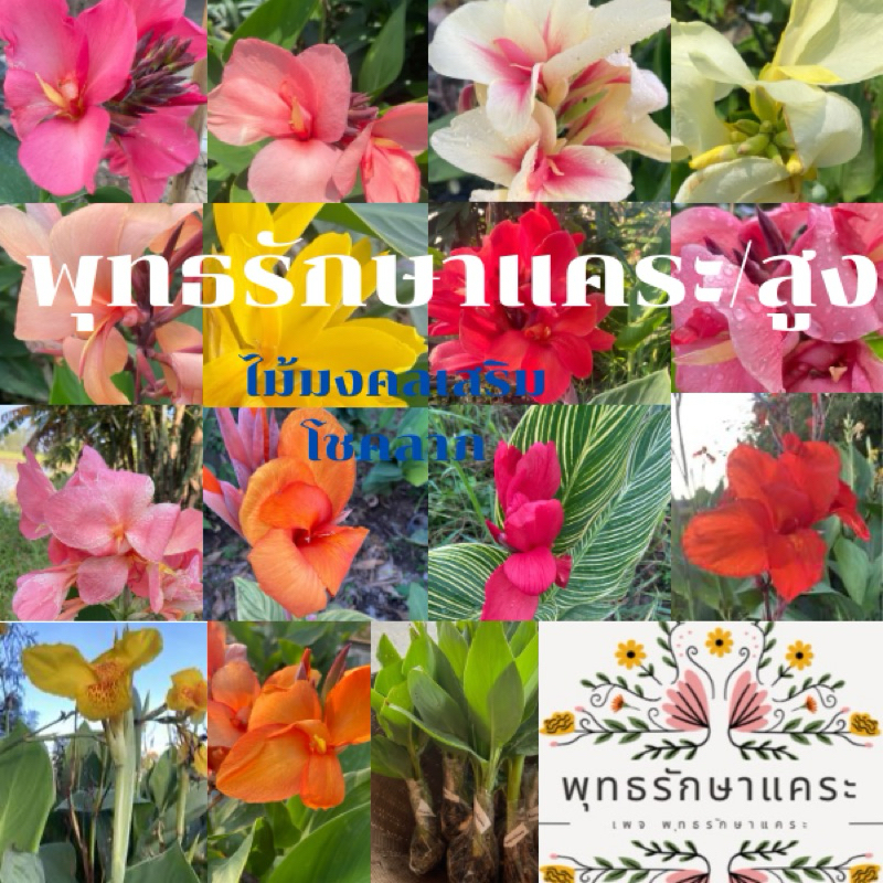 พุทธรักษา สูง,เเคระ ไม้มงคลเสริมโชคลาภ ไม้ฟอกอากาศ(ขายแบบเป็นหน่อ)