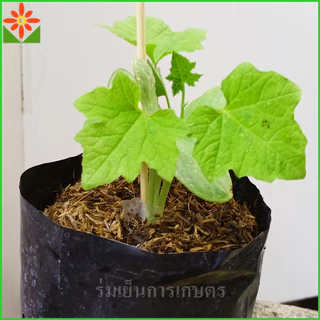 ต้นบวบเหลี่ยม ส่งพร้อมถุง 5.5นิ้ว ต้นบวบ มะนอย หมักนอย มะนอยเหลี่ยม บักบวบ กะตอรอ