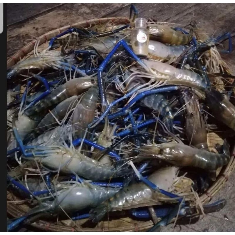 หัวเชื้อตกกุ้ง ชนิดผง Shrimp feed ขนาด 100ml. - รูปที่ 4