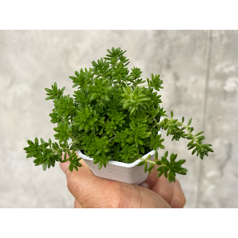 Sedum sexangulare (Tasteless stonecrop) กุหลาบหินไม้อวบน้ำขนาด 2 นิ้ว - รูปที่ 6