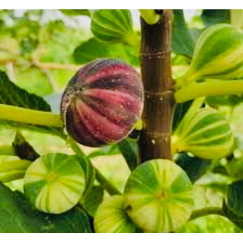 มะเดื่อ BNR. ต้นมะเดื่อ Bordissot Negra Rimada (BNR) ในกระถาง