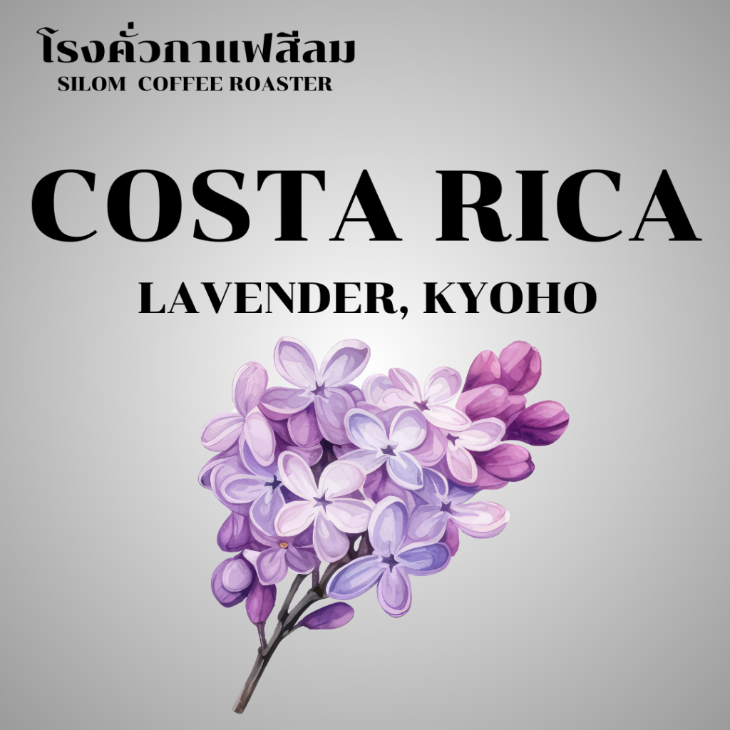 เมล็ดกาแฟ Costa Rica