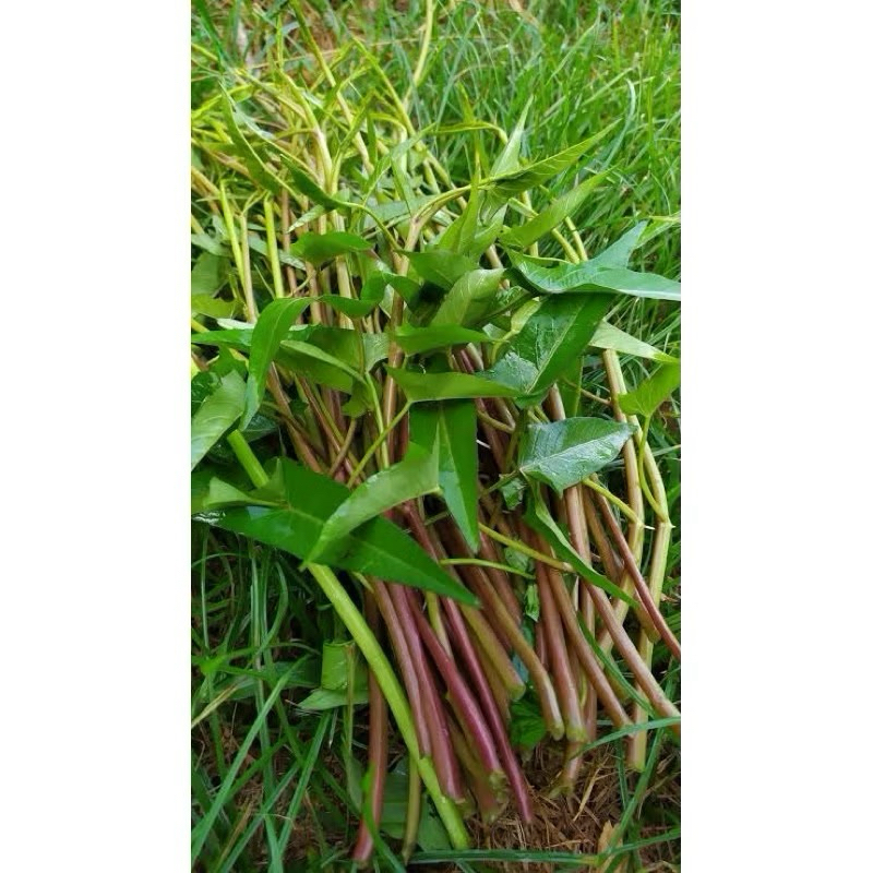 เมล็ด ผักบุ้งแก้ว ผักบุ้งเย็นตาโฟ Convolvulus Seed  บรรจุ 100 เมล็ด / ผักบุ้งนา ก้านแดง / ผักบุ้งแก้ว แตกกอ - รูปที่ 6