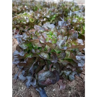 เมล็ดพันธุ์ผักสลัด เรดโอ๊ค พันธุ์เรดทไวไลท์ ( ขนาด 0.5 กรัม ) ( เมล็ดเคลือบ ) รหัสสินค้า SSC 1010