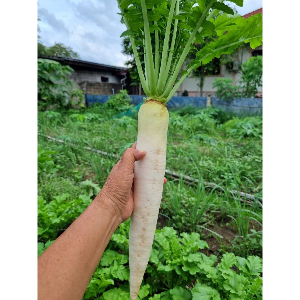 ต้นพันธุ์ ผักกาดหัว หัวไชเท้า ถุงดำพร้อมปลูก 29 บาท  หัวผักกาด หัวไช้เท้า ซุป สตูว์ ผักดอง และสลัด