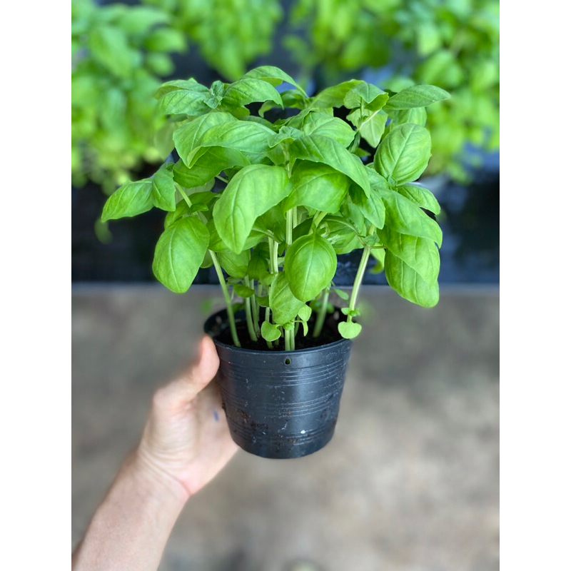 ต้นโหระพา อิตาลี่ สด   ส่งพร้อมกระถาง 4 นิ้ว  💥ซื้อ3แถม1กระถาง 🪴🍕Italian Basil plant 4inch pot💥Buy 3 get 1 free - รูปที่ 2