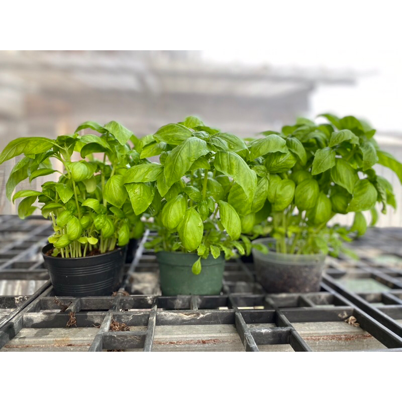 ต้นโหระพา อิตาลี่ สด   ส่งพร้อมกระถาง 4 นิ้ว  💥ซื้อ3แถม1กระถาง 🪴🍕Italian Basil plant 4inch pot💥Buy 3 get 1 free