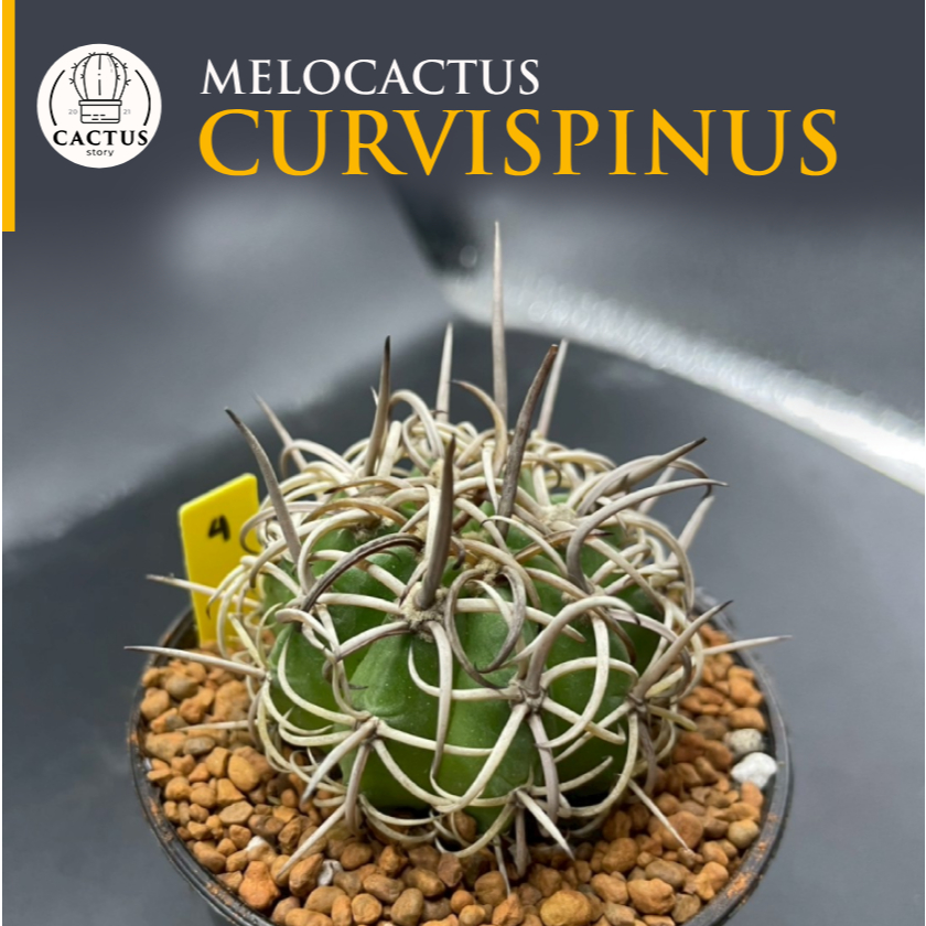 Melocactus curvispinus ไม้เมล็ด