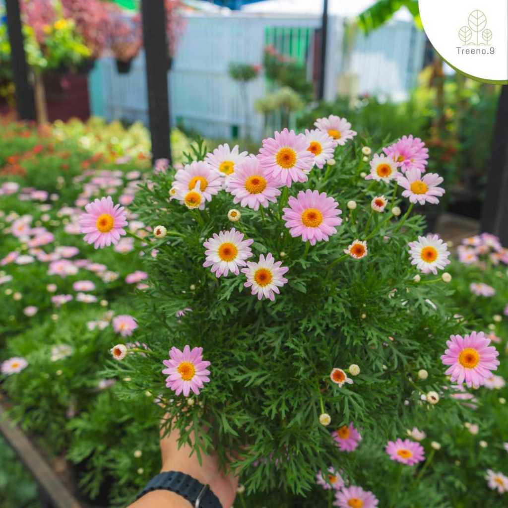 T198 เดซี่ปารีส มีให้เลือกหลายสี  (Marguerite daisy) ดอกไม้กินได้ – กระถาง 8 นิ้ว