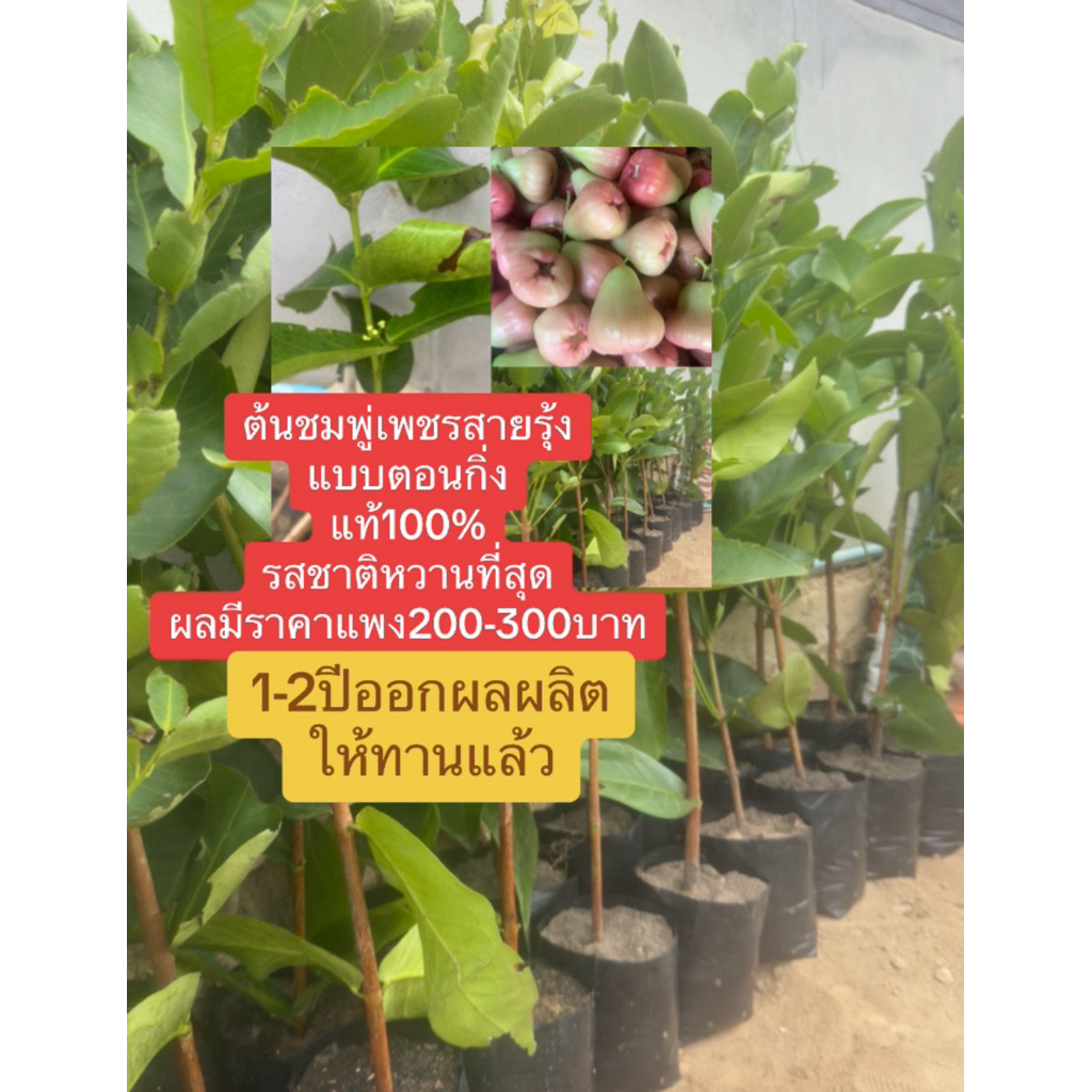 ต้นพู่เพชรแท้100%จากต้นแม่พันธ์ุปลูกที่เพชรบุรี รบกวนทักก่อนสั่งชมพู่เพชรสายรุ้ง