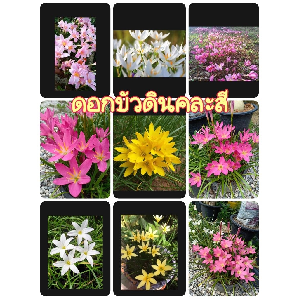 ดอกบัวดินคละสี 1 ชุด 20 หัวพันธุ์ เล็กใหญ่คละลุ้นสี🤩 ไม้ดอกไม้ประดับ🥰🌱