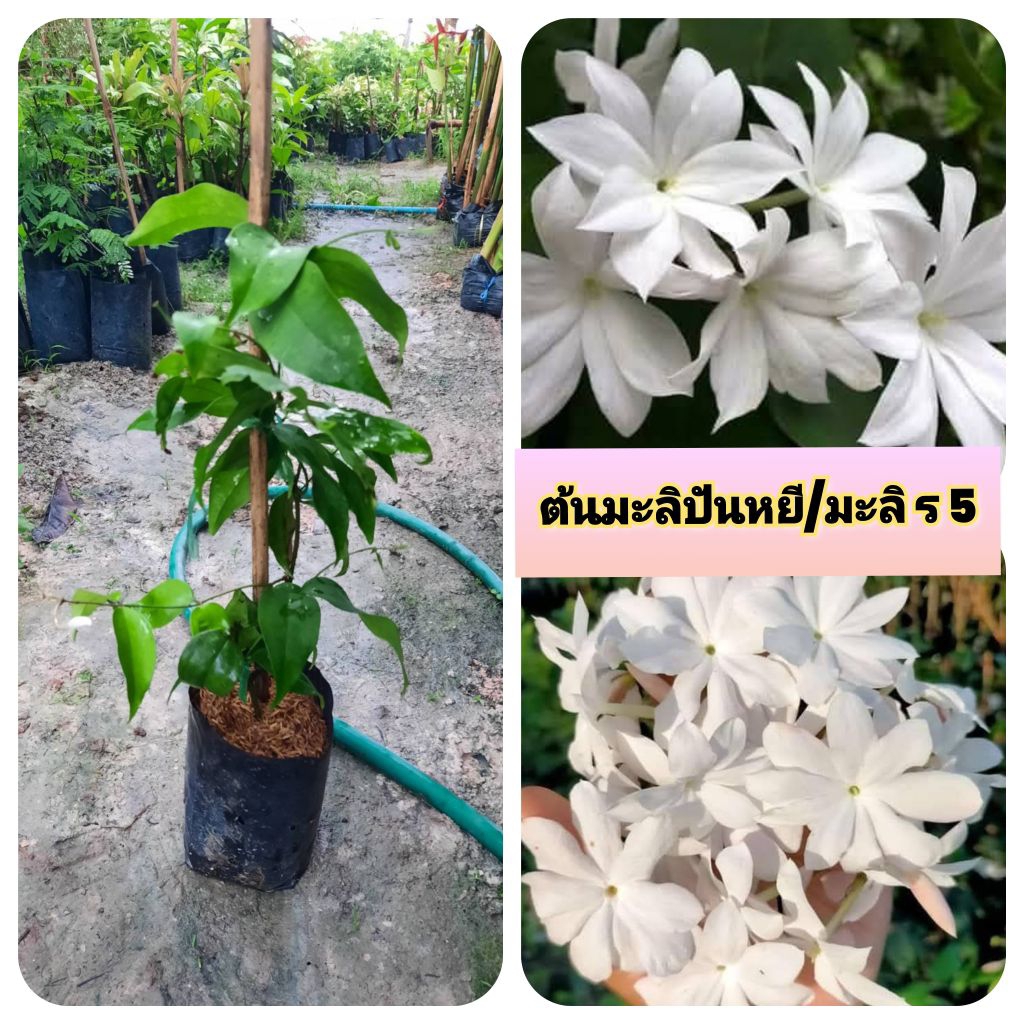 ต้นมะลิปันหยี มะลิปันหยี มะลิ ร 5
