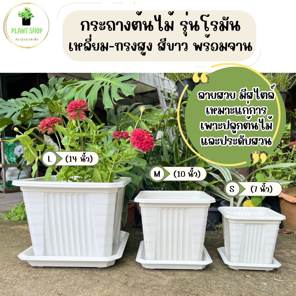 กระถางต้นไม้ รุ่นโรมัน สี่เหลี่ยม ทรงสูง สีขาว พร้อมจาน
