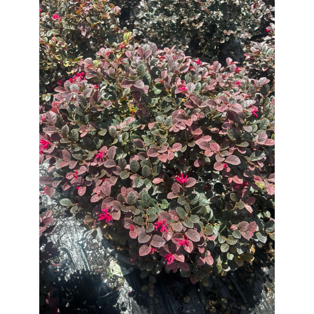 ต้นมั่งมีศรีสุข หรือต้นหงส์ฟู่ ฟอร์มพุ่มกลมใหญ่ กระถาง15 นิ้ว(ถอดกระถางส่ง) - รูปที่ 2