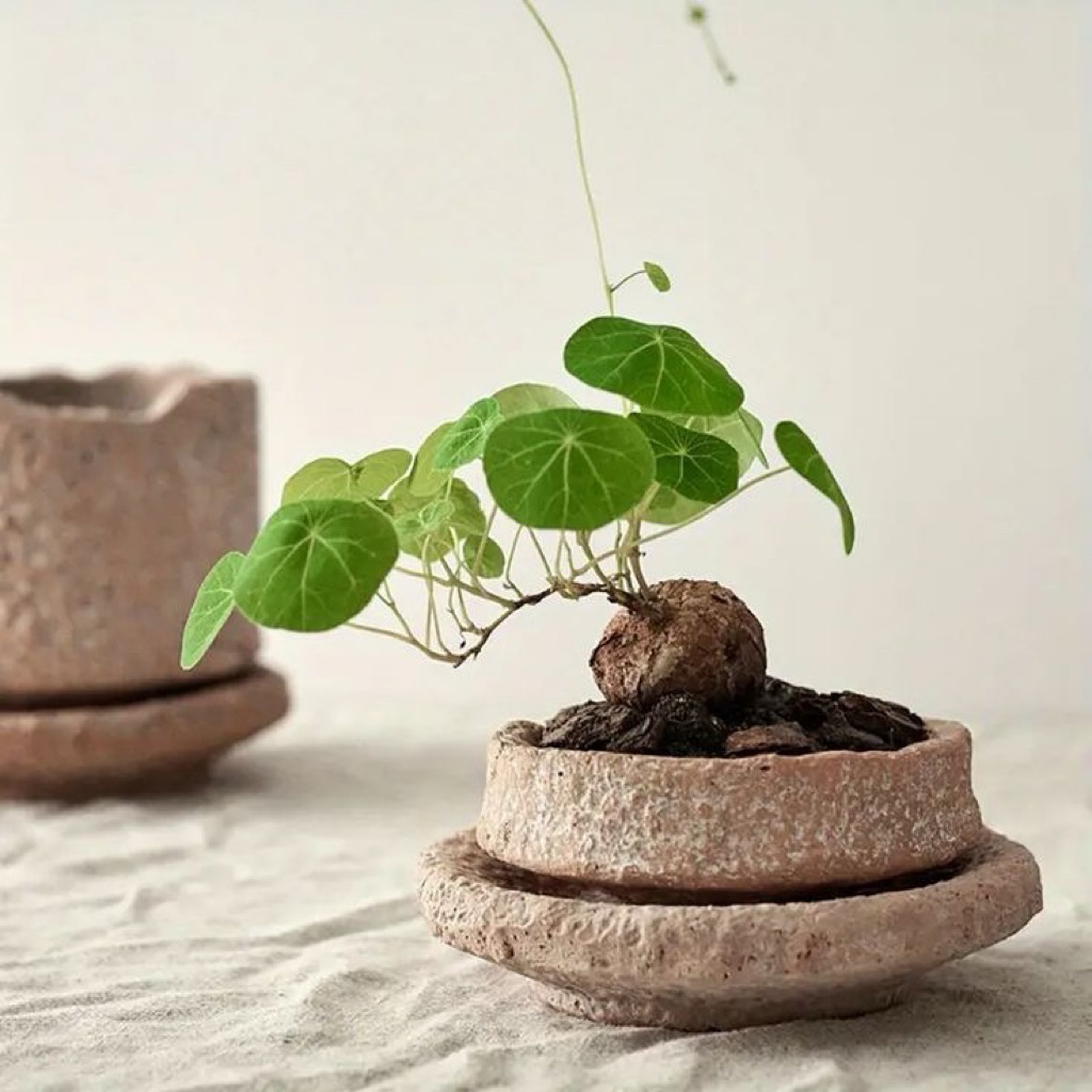 บัวบกโขดจิ๋ว – ไม้หัว & ไม้ฟอร์มสะสม (Stephania erecta Craib) 🌰