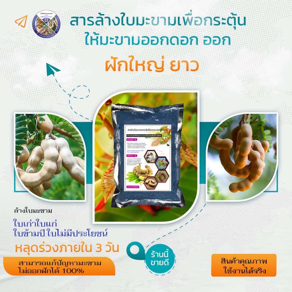 ยาเร่งมะขามให้ออกฝัก ใช้ฉีดพ่นใบมะขาม สามารถทำให้มะขามออกดอกและฝักได้อย่างสมบูรณ์ฝักมีขนาดใหญ่ได้น้ำหนัก