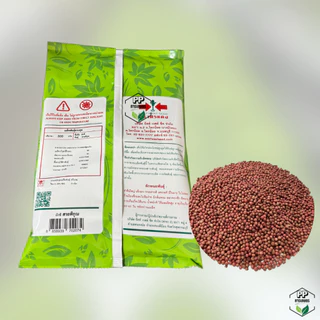 ผักชีสายพิรุณ 300 กรัม เมล็ดผักชีถุงใหญ่ อัตราการงอกดี ผักชีสายพิรุณ 300g ปลูกง่าย ลำต้นใหญ่