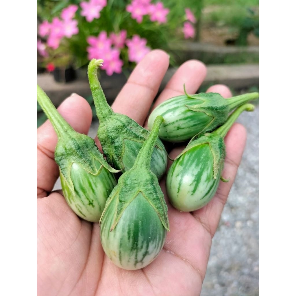 มะเขือไข่เต่าลาย 1 ต้นถุงดำ ทน ดก ถูกที่สุด 💞สมุนไพรผักอินทรี🥦🍆ผักสวนครัว🌱