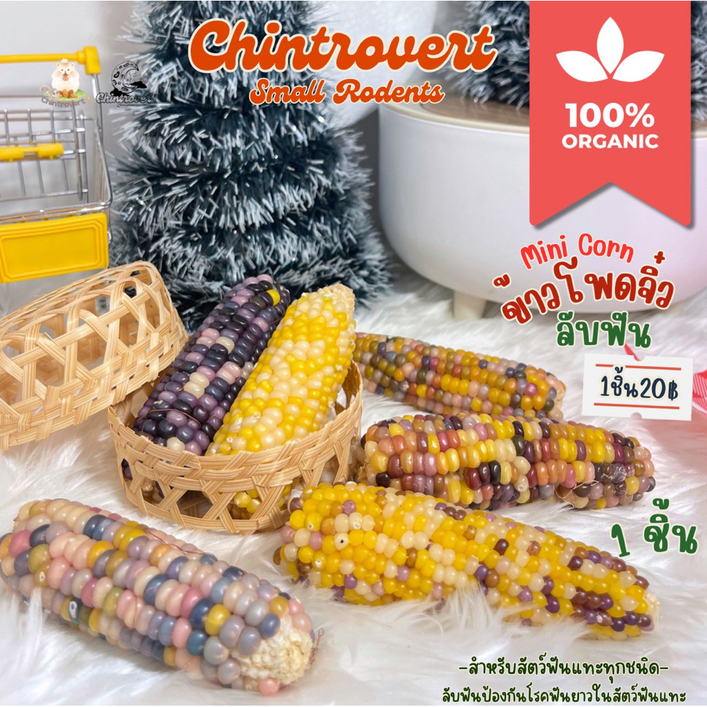Chintrovert ✨| Dried mini corn ข้าวโพดจิ๋วลับฟัน | กระต่าย ชินชิล่า แก็สบี้ แฮมเตอร์ แฟตเทล ดอร์เมาท์ แพรี่ด็อก
