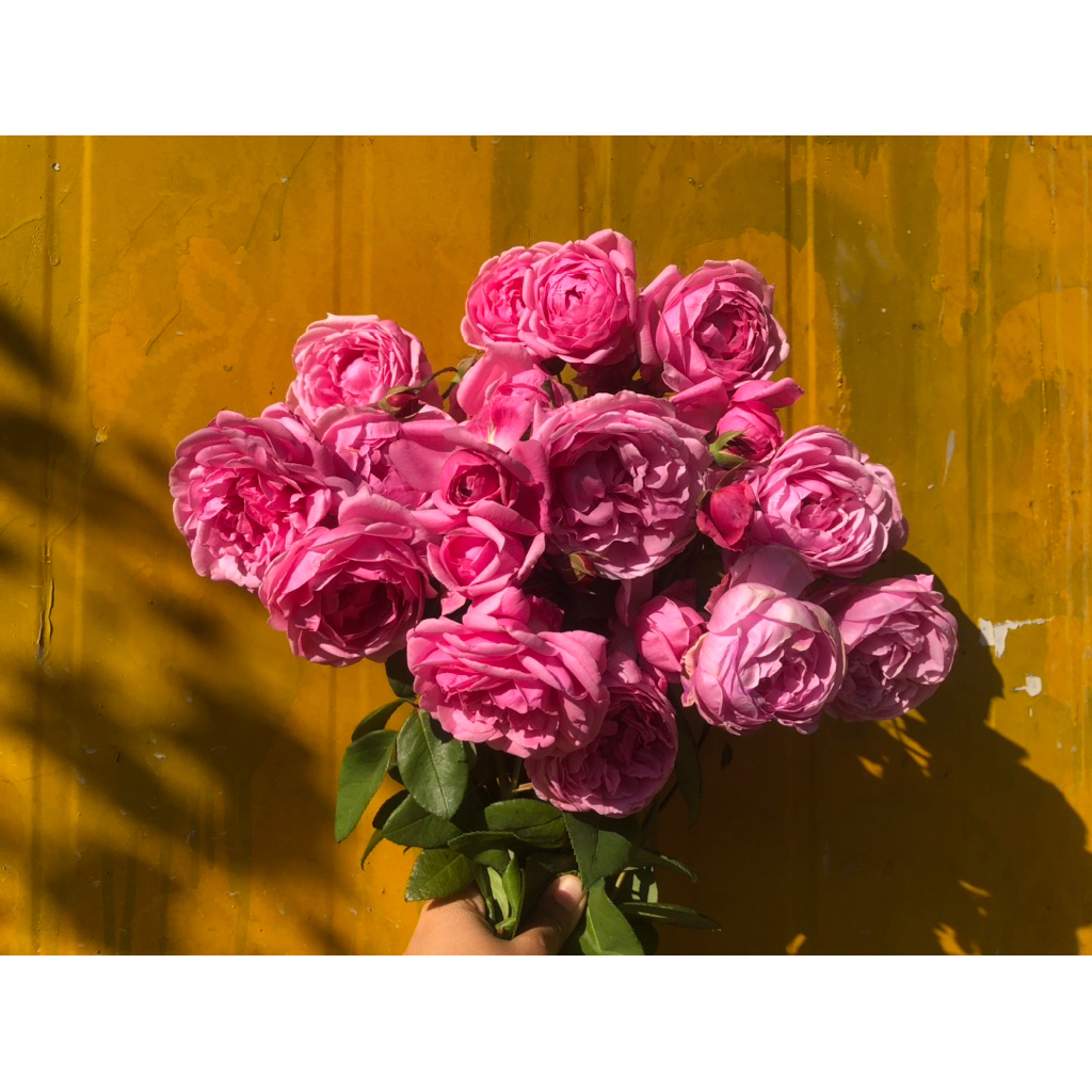 Bishop’s castle กุหลาบหอมแรง ทำชา ทำเครื่องหอมได้ เลี้ยงง่าย ทนแดด ทนฝน กุหลาบอังกฤษ