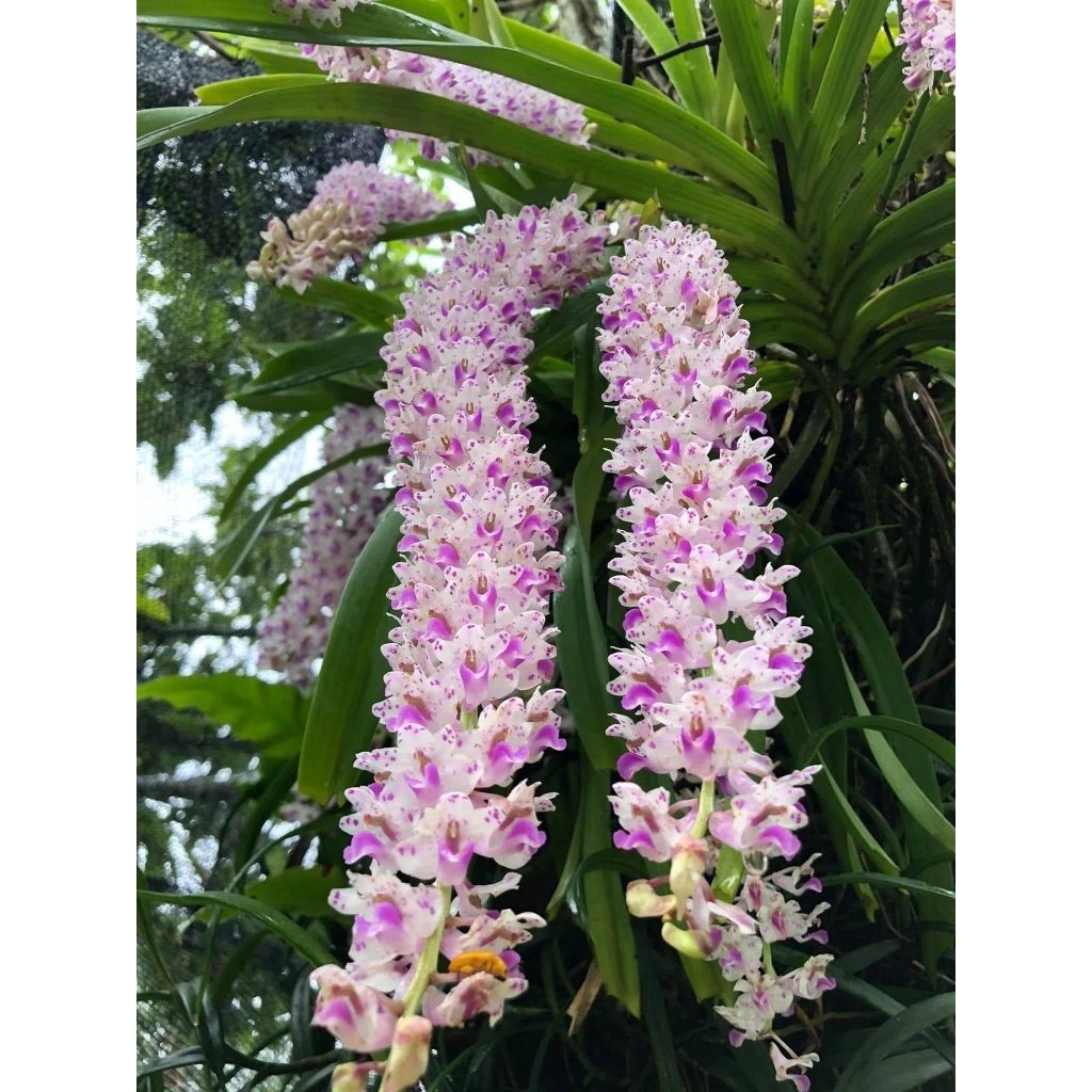 กล้วยไม้ไอยเรศ 1 ต้นพันธุ์🌈หุ้มรากไปนำไปลงกระถางเอง🍄ที่นี่ราคาหลักสิบมีจำกัด ไม้ดอกไม้ประดับพันธุ์ไม้หายาก🎉🌱 - รูปที่ 2