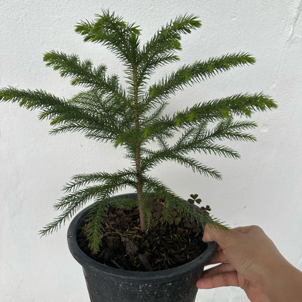 ต้นสนฉัตร (Norfolk island pine) สูง 20-30ซม. พร้อมกระถาง ปลูกสร้างรายได้ พร้อมลงดินได้
