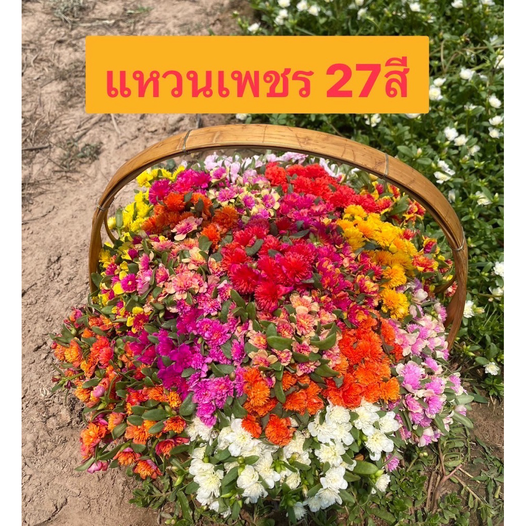 คุณนายตื่นสาย(สายพันธุ์คุณนายแหวนเพชร)ครึ่งกิโลกรัม ดอกจะคล้ายแหวนเพชรกลีบล่างกลีบเดียวกลีบตรงกลางเป็นฝอยดอกจะบานทั้งวั