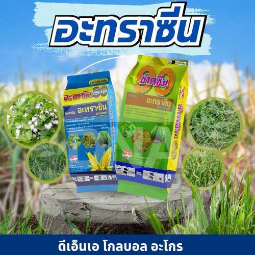 อะทราซีน​ สารกำจัดวัชพืชกลุ่มC1​ กำจัดผักเบี้ย ตีนตุ๊กแก และวัชพืชในไร่อ้อย ข้าวโพด​ ขนาด​ 1​ กิโล