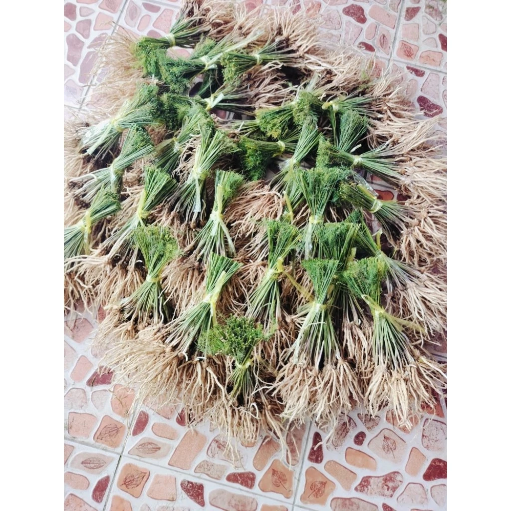 ต้นกล้าหน่อไม้ฝรั่ง105บาท 20ต้น