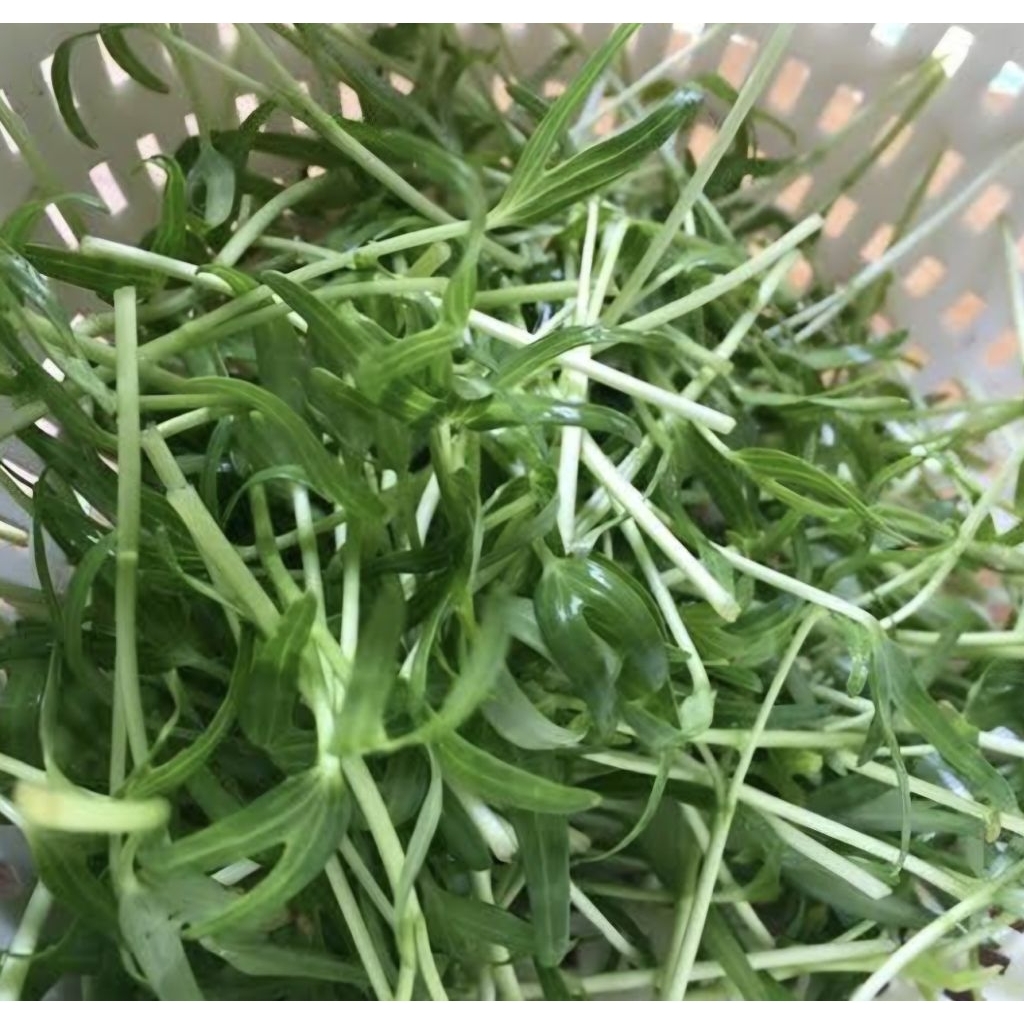 เมล็ดต้นอ่อนผักบุ้ง 15 กรัม 🌱(5แถม1คละได้)