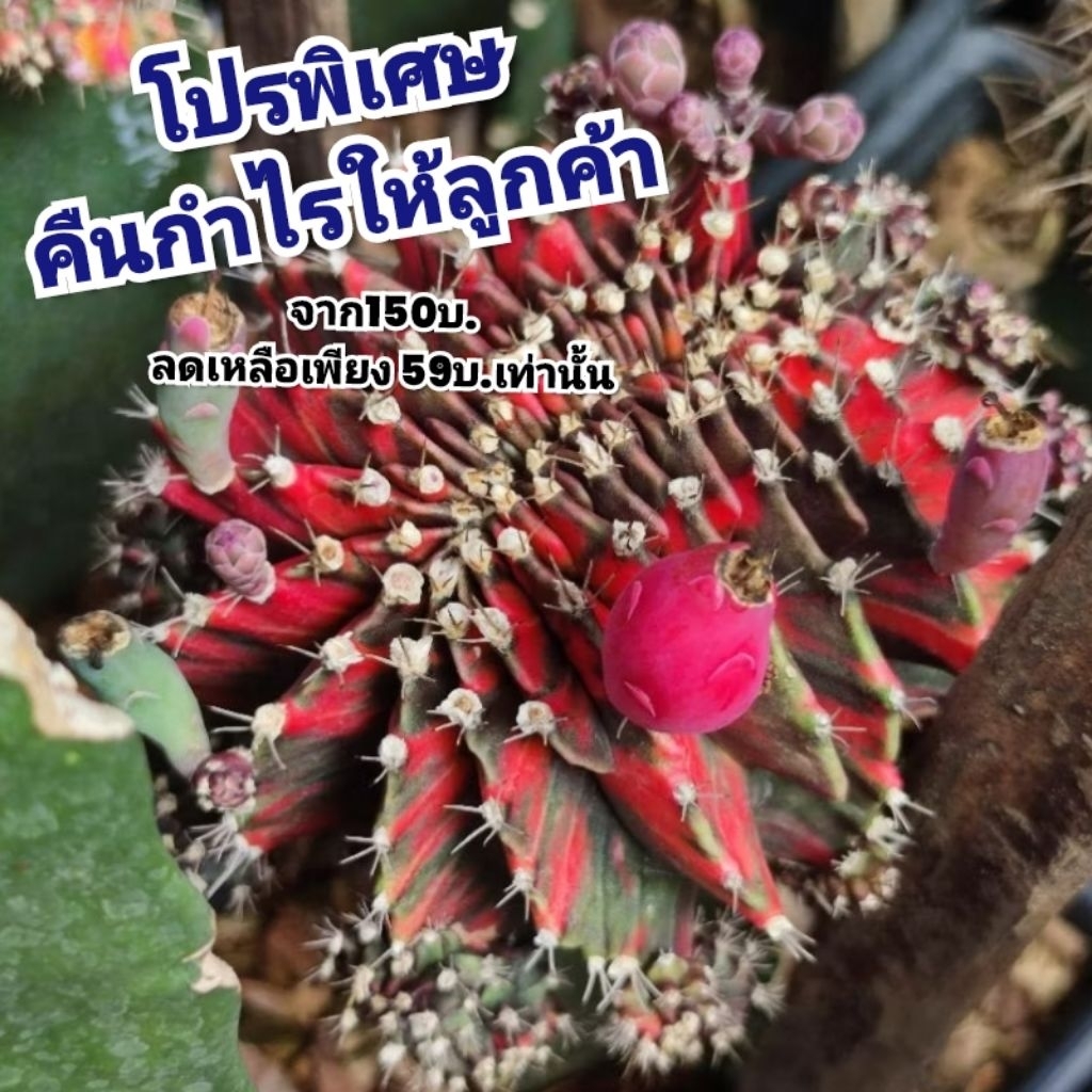 เมล็ด Black pearl คริสตาต้า 1หลอด ได้150เมล็ด+++
