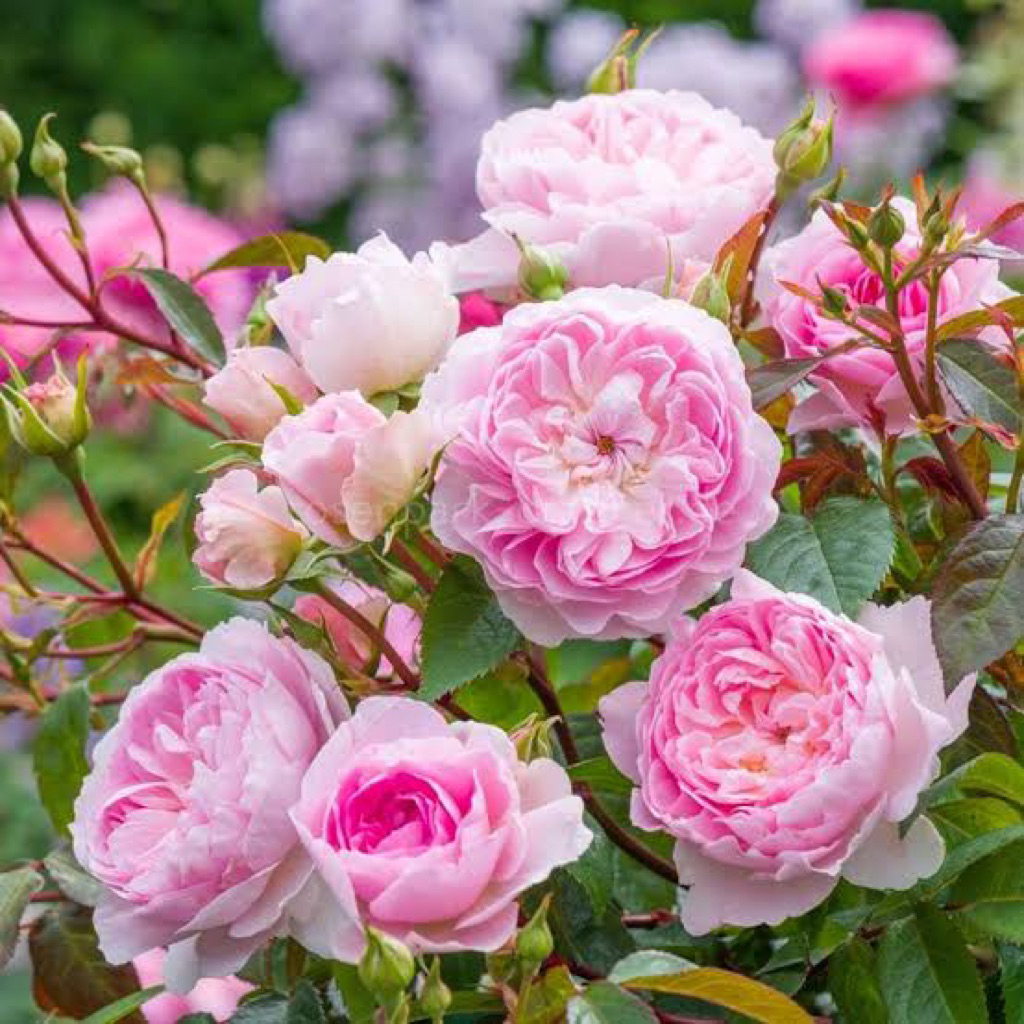 Silas marner rose🌹English rose หอมแรง
