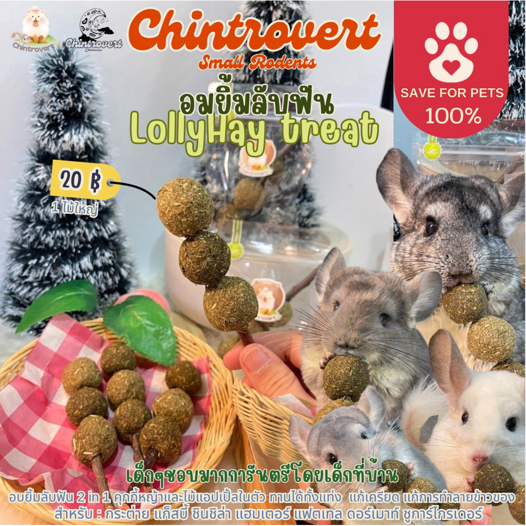 Chintrovert ✨| LollyHay treat อมยิ้มหญ้าลับฟัน กินได้ทั้งแท่ง | ขนมกระต่าย ชินชิล่า แก็สบี้ แพรี่ด็อก