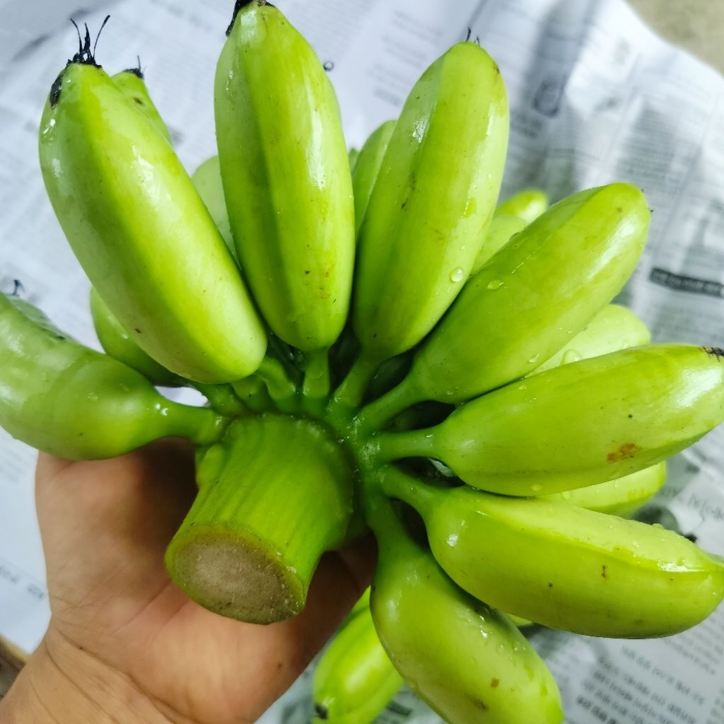 กล้วยไข่ 1 หวี ตัดสด ตัดแก่เขียว นำไปบ่มเอง