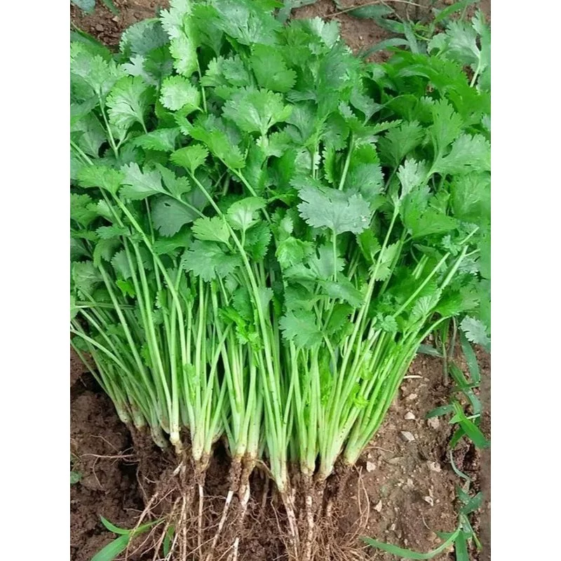 เมล็ดพันธุ์ผักชีหอม ผักชีไทย 4-10 กรัม ปลูกง่าย โตไวดูแลไม่ยุ่งยาก [10 แถม 1 คละได้]