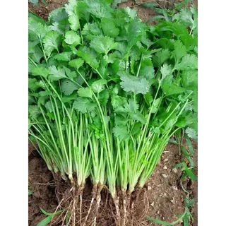 เมล็ดพันธุ์ผักชีหอม ผักชีไทย 4-10 กรัม ปลูกง่าย โตไวดูแลไม่ยุ่งยาก [10 แถม 1 คละได้]