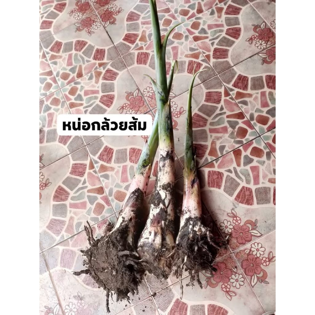 หน่อกล้วยส้ม(โบราณหายาก) ดั้งเดิม พันธุ์ปลูก 1หน่อ